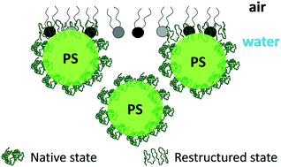 Graphical abstract: Albumin protein coronas render nanoparticles surface active: consonant interactions at air–water and at lipid monolayer interfaces