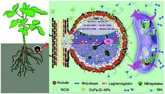 Graphical abstract: Cobalt ferrite nanozyme for efficient symbiotic nitrogen fixation via regulating reactive oxygen metabolism
