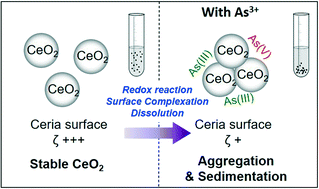 Graphical abstract: Arsenite oxyanions affect CeO2 nanoparticle dissolution and colloidal stability