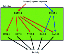 Graphical abstract: Dysregulation of G protein-coupled receptors in the intestine by nanoplastic exposure in Caenorhabditis elegans