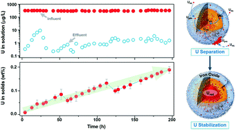 Graphical abstract: Enrichment of uranium from wastewater with nanoscale zero-valent iron (nZVI)