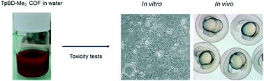 Graphical abstract: Acute ecotoxicity assessment of a covalent organic framework