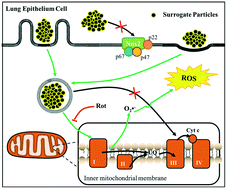 Graphical abstract: The identification of the major contributors in atmospheric particulate matter to oxidative stress using surrogate particles