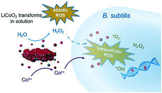 Graphical abstract: Dynamic aqueous transformations of lithium cobalt oxide nanoparticle induce distinct oxidative stress responses of B. subtilis