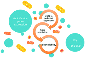Graphical abstract: Emerging investigator series: prompt response of estuarine denitrifying bacterial communities to copper nanoparticles at relevant environmental concentrations