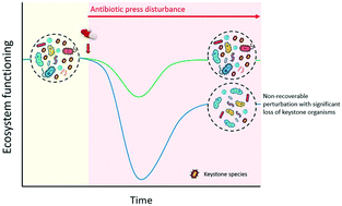 Graphical abstract: Emerging investigator series: activated sludge upon antibiotic shock loading: mechanistic description of functional stability and microbial community dynamics