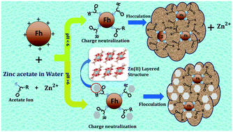 Graphical abstract: Coagulating and flocculating ferrihydrite: application of zinc acetate salt