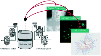 Graphical abstract: Microbial response of nitrifying biofilms to cold-shock