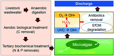 Graphical abstract: Emerging investigator series: quaternary treatment with algae-assisted oxidation for antibiotics removal and refractory organics degradation in livestock wastewater effluent