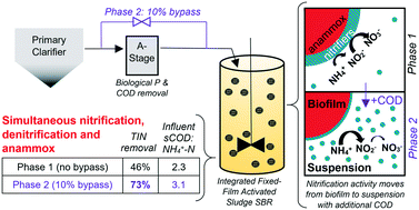 Graphical abstract: Optimization of the carbon to nitrogen ratio for mainstream deammonification and the resulting shift in nitrification from biofilm to suspension