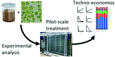 Graphical abstract: Pathways to economic viability: a pilot scale and techno-economic assessment for algal bioremediation of challenging waste streams