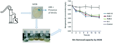 Graphical abstract: Autochthonous tropical groundwater bacteria involved in manganese(ii) oxidation and removal