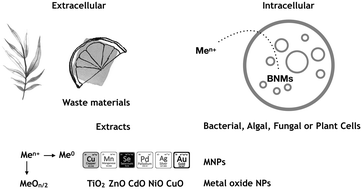 Graphical abstract: Biogenic nanomaterials for photocatalytic degradation and water disinfection: a review