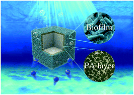 Graphical abstract: Effective control of the carbon release of starch/polyvinyl alcohol based on a polyamide coating in solid-phase denitrification