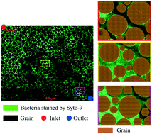 Graphical abstract: Investigation of clogging in porous media induced by microorganisms using a microfluidic application