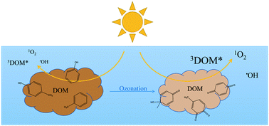 Graphical abstract: Optical properties and photochemical production of hydroxyl radical and singlet oxygen after ozonation of dissolved organic matter