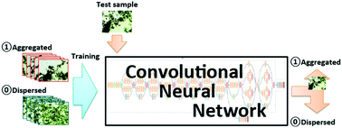 Graphical abstract: Deep learning-based morphology classification of activated sludge flocs in wastewater treatment plants