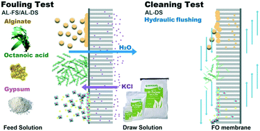 Graphical abstract: Performance, fouling and cleaning of a thin film composite hollow fiber membrane during fertiliser-drawn forward osmosis process for micro-polluted water