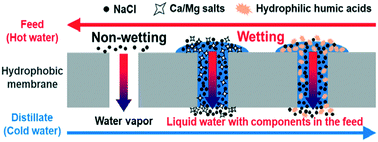 Graphical abstract: Correlation between the feed composition and membrane wetting in a direct contact membrane distillation process