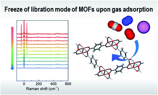 Graphical abstract: Molecular motion in the nanospace of MOFs upon gas adsorption investigated by in situ Raman spectroscopy