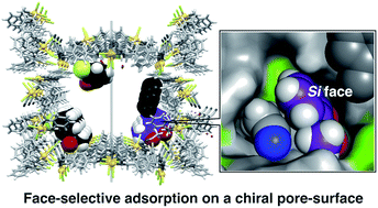 Graphical abstract: Face-selective adsorption of a prochiral compound on the chiral pore-surface of a metal–macrocycle framework (MMF) directed towards stereoselective reactions