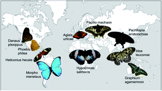 Graphical abstract: On the multifunctionality of butterfly scales: a scaling law for the ridges of cover scales