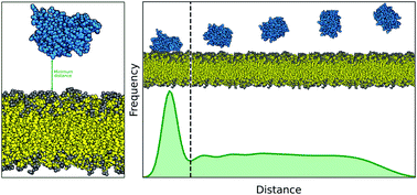 Graphical abstract: Estimating the accuracy of the MARTINI model towards the investigation of peripheral protein–membrane interactions