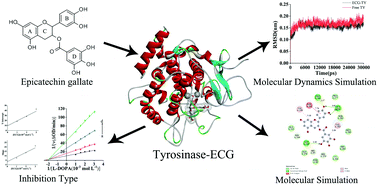Graphical abstract: Inhibitory mechanism of epicatechin gallate on tyrosinase: inhibitory interaction, conformational change and computational simulation