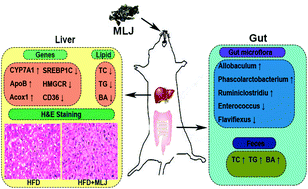 Graphical abstract: The protective mechanisms of macroalgae Laminaria japonica consumption against lipid metabolism disorders in high-fat diet-induced hyperlipidemic rats