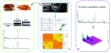 Graphical abstract: A rapid protocol to distinguish between Citri Exocarpium Rubrum and Citri Reticulatae Pericarpium based on the characteristic fingerprint and UHPLC-Q-TOF MS methods