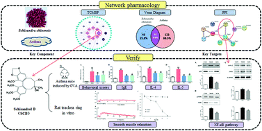 Graphical abstract: Investigation of the active components and mechanisms of Schisandra chinensis in the treatment of asthma based on a network pharmacology approach and experimental validation