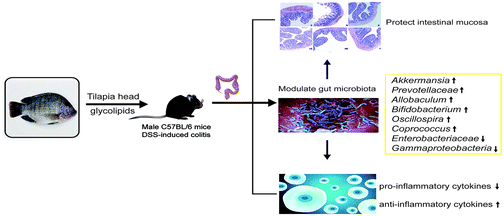 Graphical abstract: Tilapia head glycolipids reduce inflammation by regulating the gut microbiota in dextran sulphate sodium-induced colitis mice