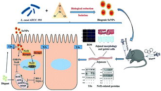 Graphical abstract: Biogenic selenium nanoparticles synthesized by Lactobacillus casei ATCC 393 alleviate diquat-induced intestinal barrier dysfunction in C57BL/6 mice through their antioxidant activity