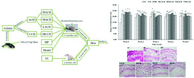 Graphical abstract: Ingestion of collagen hydrolysates alleviates skin chronological aging in an aged mouse model by increasing collagen synthesis