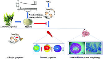 Graphical abstract: The inhibitory activity of alginate against allergic reactions in an ovalbumin-induced mouse model