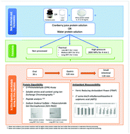 Graphical abstract: Interactions between whey proteins and cranberry juice after thermal or non-thermal processing during in vitro gastrointestinal digestion