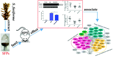 Graphical abstract: Proteomic landscape of liver tissue in old male mice that are long-term treated with polysaccharides from Sargassum fusiforme