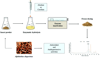 Graphical abstract: Enzymatic hydrolysis of insect Alphitobius diaperinus towards the development of bioactive peptide hydrolysates