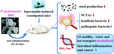 Graphical abstract: Pediococcus pentosaceus B49 from human colostrum ameliorates constipation in mice