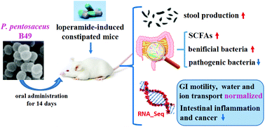 constipation b49 pentosaceus colostrum pediococcus ameliorates