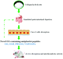 Graphical abstract: Novel Hyp-Gly-containing antiplatelet peptides from collagen hydrolysate after simulated gastrointestinal digestion and intestinal absorption