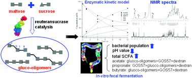 Graphical abstract: Reuteransucrase-catalytic kinetic modeling and functional characteristics for novel prebiotic gluco-oligomers