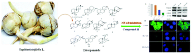 Graphical abstract: Anti-proliferative effects of diterpenoids from Sagittaria trifolia L. tubers on colon cancer cells by targeting the NF-κB pathway