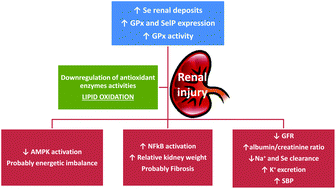 Graphical abstract: Selenoproteins and renal programming in metabolic syndrome-exposed rat offspring