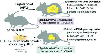 Graphical abstract: Supplementation of Bacillus amyloliquefaciens AS385 culture broth powder containing 1-deoxynojirimycin in a high-fat diet altered the gene expressions related to lipid metabolism and insulin signaling in mice epididymal white adipose tissue