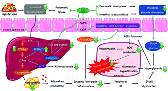 Graphical abstract: The potential roles of chitosan oligosaccharide in prevention of kidney injury in obese and diabetic conditions