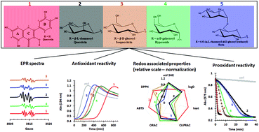 Graphical abstract: Sugar matters: sugar moieties as reactivity-tuning factors in quercetin O-glycosides