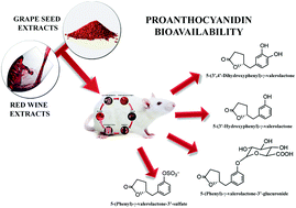 Graphical abstract: Bioavailability of red wine and grape seed proanthocyanidins in rats