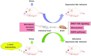 Graphical abstract: Lactobacillus casei improves depression-like behavior in chronic unpredictable mild stress-induced rats by the BDNF-TrkB signal pathway and the intestinal microbiota