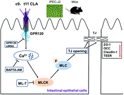 Graphical abstract: cis 9, trans 11, but not trans 10, cis 12 CLA isomer, impairs intestinal epithelial barrier function in IPEC-J2 cells and mice through activation of GPR120-[Ca2+]i and the MLCK signaling pathway